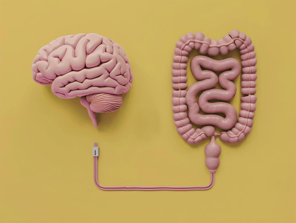 illustration of gut hormones sending signals between the intestine and the brain in the context of obesity science